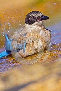 Azure-winged Magpie, Forest Pond, Mediterranean Forest, Spain