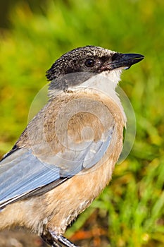 Azure-winged Magpie, Forest Pond, Mediterranean Forest, Spain