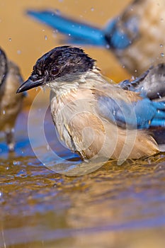 Azure-winged Magpie, Forest Pond, Mediterranean Forest, Spain