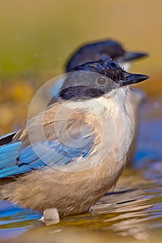Azure-winged Magpie, Forest Pond, Spain