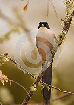 Azure-winged Magpie lichen-covered branch close-up