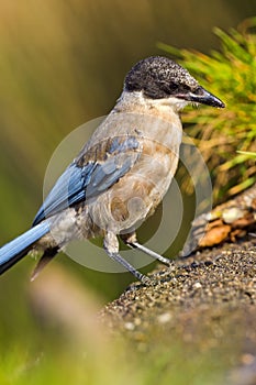 Azure-winged Magpie, Mediterranean Forest, Spain