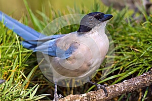 Azure-winged Magpie, Mediterranean Forest, Spain