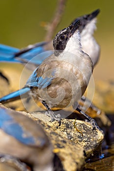 Azure-winged Magpie, Mediterranean Forest, Spain