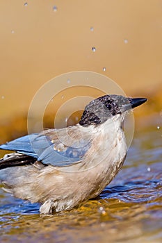 Azure-winged Magpie, Mediterranean Forest, Spain