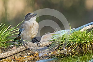 Azure-winged Magpie, Mediterranean Forest, Spain