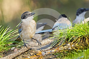 Azure-winged Magpie, Mediterranean Forest, Spain