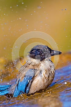 Azure-winged Magpie, Mediterranean Forest, Spain