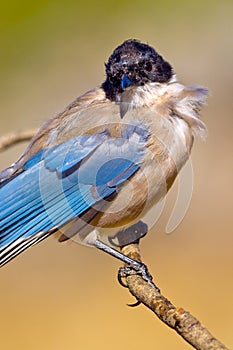 Azure-winged Magpie, Mediterranean Forest, Spain