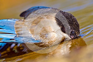 Azure-winged Magpie, Mediterranean Forest, Spain