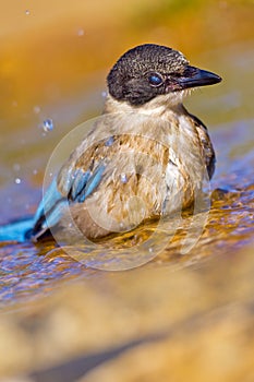 Azure-winged Magpie, Mediterranean Forest, Spain