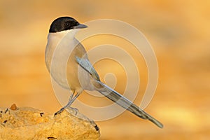 Azure winged magpie - Pega azul -  Cyanopica cooki