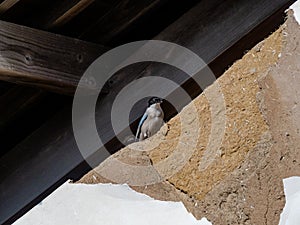 Azure-winged Magpie perched on an old wall 2