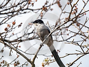 Azure-winged magpie perched in a tree 1