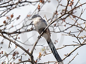 Azure-winged magpie perched in a tree 2