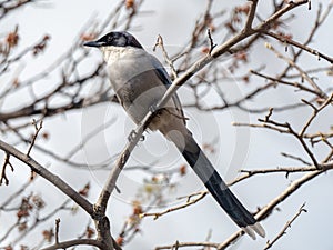 Azure-winged magpie perched in a tree 3
