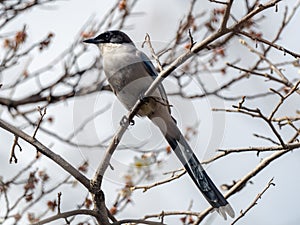 Azure-winged magpie perched in a tree 4