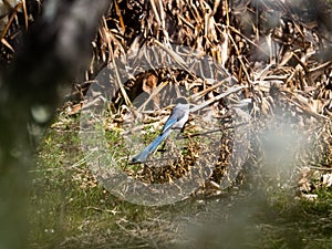 Azure-winged Magpie perching on a dried branch in a Japanese plum orchard