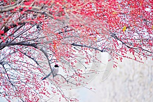 Azure-winged Magpie and red fruits