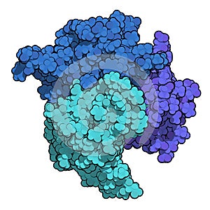 B-cell activating factor (BAFF, extracellular domain fragment) protein. Cytokine that acts as B cell activator. Target of the