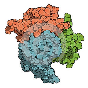 B-cell activating factor (BAFF, extracellular domain fragment) protein. Cytokine that acts as B cell activator. Target of the