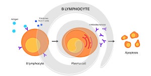 B cell activation