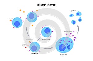 B cell activation