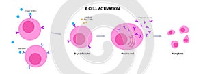 B cell activation