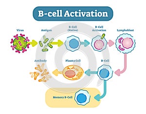 B-Cell activation diagram, vector scheme illustration.