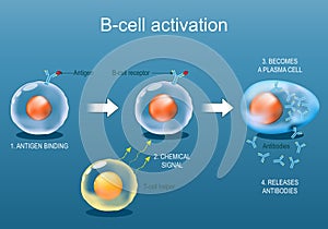 B-cell leukocyte activation by Antigen