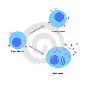 B cell lymphocyte