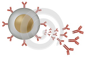 B cell lymphocyte producing antibodies