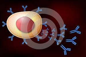 B cell lymphocyte producing antibodies