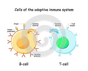 B-cell and T-cell. Adaptive immune system photo