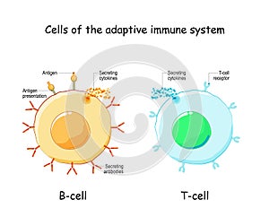 B-cell and T-cell. Adaptive immune system