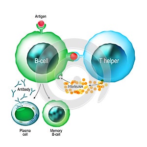 B-cell and T helper cells function. photo