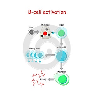 B cells Activation. B-cell lymphocytes photo