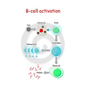 B cells Activation. B-cell lymphocytes photo
