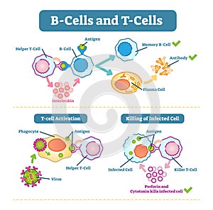 B-cells and T-cells schematic diagram, vector illustration.