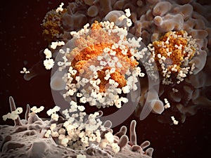 B-lymphocyte releases antibodies against coronaviruses SARS-CoV-2.