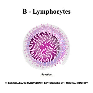 B lymphocytes structure. The functions of B lymphocytes. Immunity Helper Cells. Infographics. Vector illustration on