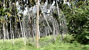 B roll footage of roll of betelnut tree`s in the field,video shot while having journey in the car.