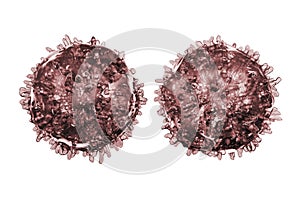 B- and T-lymphocytes. Immune cells