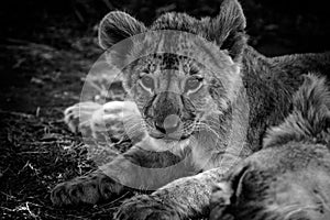 Baby lion photo