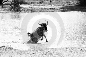 B&W Blue wildebeest Connochaetes taurinus running in the water