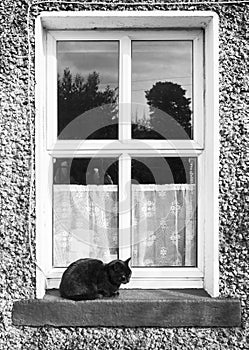 B&W Cat Portrait