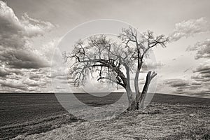 B&W of lone tree in the palouse