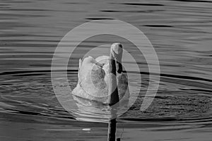 B&W Mute Swan