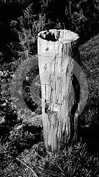 B&W of old farm fence post on waikato farm