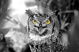 B&W Owl